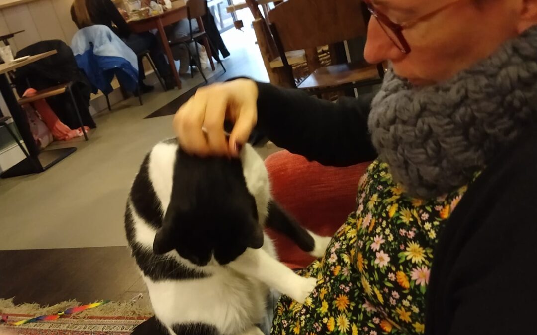 Kattenliefde in de fijnste huiskamer van Leiden